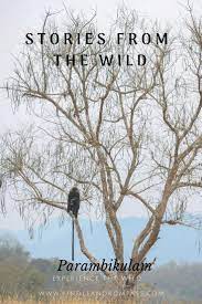 A Night In The Wilderness Peruvari Island Nest Parambikulam Wilderness Scenic Routes Island