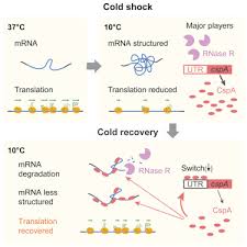 Nov 26, 2019 · despite widespread recognition that rna is inherently structured, the interplay between local and global mrna secondary structure (particularly in the coding region) and overall protein expression has not been thoroughly explored. A Stress Response That Monitors And Regulates Mrna Structure Is Central To Cold Shock Adaptation Sciencedirect