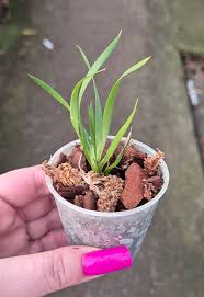 Image result for Podangis dactyloceras