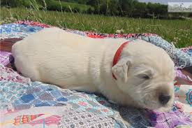 If you are looking to adopt or buy a golden retriever take a look here! English Golden Retriever Puppies For Sale From Reputable Dog Breeders