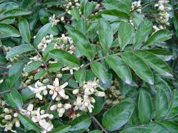 Image result for Trichilia