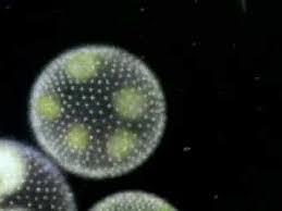Pin By Teresa Ennis On Kingdom Protoctista Protists Teaching Biology Ap Biology