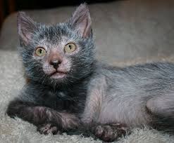 Humans Create Cat Werewolves—and They're Very Cute and Very Spooky ...