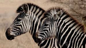 Malangnya, cuaca panas menyebabkan cat tersebut kelihatan tidak rapi dan aneh. Haiwan Zebra Foto Spesies Di Mana Mereka Tinggal Di Hidupan Liar Fakta Menarik Yang Memakan Berapa Banyak Yang Anda Tinggalkan