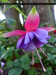 Cliantha Fuchsiafinder Fuchsia Flowers Fuchsia Flower Flower Drawing