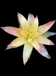 Image result for Bromeliaceae