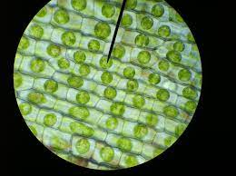 Find the perfect plant cell stock photo. Plant Cell Real Google Search Plant Cell Animal Cell Diffusion Of Water