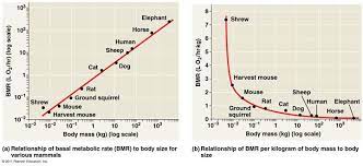 Part A Look At The Graphs And Choose The Correct Chegg Com Basal Metabolic Rate Graphing Metabolism