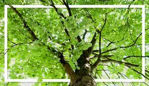 In a sense, the key here is whether the leaves blow from the tree into allow the leaves to fall naturally and rake them off your property when you feel ready to. The Leaves They Never Stop Falling