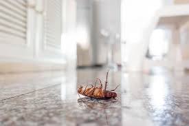 If you try to do it on your own, you will, in all likelihood, forget when to retreat. Chico Pest Control Call Now For 50 Off Your First Service