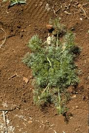 Image result for Apium leptophyllum