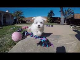 The maltese originates in the mediterranean, most likely from the island of malta. Female Maltese For Sale 07 2021