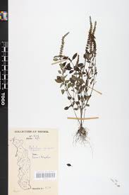 Image result for Platostoma africanum