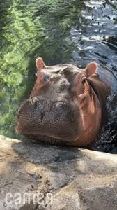 Share the best gifs now >>> Oferta Hippo Gifs Get The Best Gif On Giphy