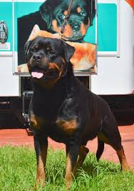 King rottweilers have answered some of the frequently asked questions about rottweiler's health, puppy and general information. Vom Hause Franeta German Rottweiler Breeder 402 Photos Kennel West Palm Beach Fl Us 33470