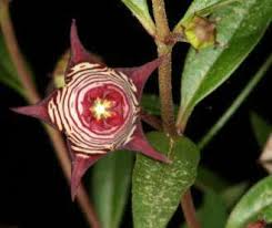 Image result for Brachystelma