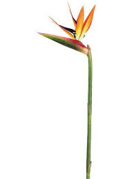 Birds Of Prey Flower Large Bird Of Paradise Artificial Flower In Orange 32 Tall Birds Of Paradise Flower Birds Of Paradise Artificial Flowers