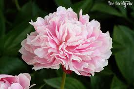 Secret blooms is home to the most realistic artificial flower arrangements and bouquets. Growing Peonies Peony Bush Care