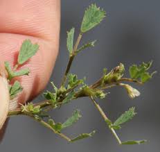 Image result for Medicago laciniata