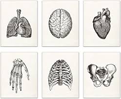 Vintage anatomy diagrams black and white / human vintage anatomy heart black and white poster vintage wood wall art vintage business ca. Amazon Com Vintage Human Anatomy Prints Set Of 6 8 Inches X 10 Inches Wall Decor Matte Photos Posters Prints
