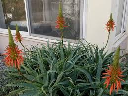 Image result for Aloe arborescens × inyangensis