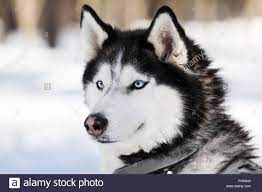 Siberian Husky Siberian Husky Husky Dogs Siberian Husky Dog