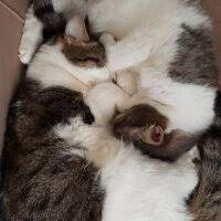 neden bu sekilde nefes alirlar petlebi sosyal