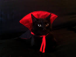 Dracula Cat Halloween Costume Cat Halloween Costume Beautiful Cats Black Cat