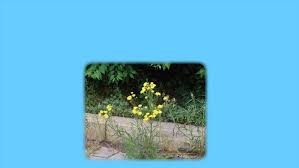 Image result for Anisopappus chinensis