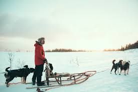 Dog sledding is pulling a sled by using dogs. How To Set Up A Dog Sledding Team Arctic Adventure Tours Sledding Tips