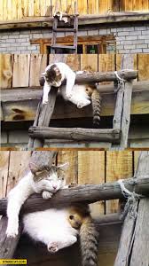 Cat After Party Starecat Com