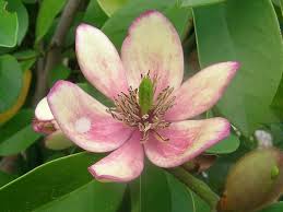 Image result for Magnoliaceae