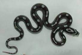 Anery Ribbon Motley Corn Snake Corn Snake Snake Cute Snake