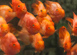 Check spelling or type a new query. What Tank Size Do I Need For My Red Parrot Cichlids Parrotcichlid Com