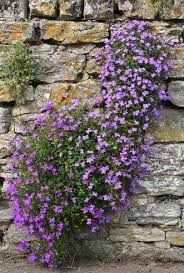 Maybe you would like to learn more about one of these? Aubretia Flowers Free Stock Photos Rgbstock Free Stock Images Micromoth March 28 2011 28