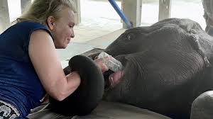 Fundraiser by Patricia Heine : PLEASE HELP SEVERELY INJURED ELEPHANT