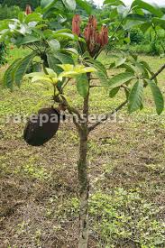 The money tree takes about 7 days to fully bloom as a golden money tree, and will produce up to §22,000 simoleons daily, depending on the quality of the plant. Pachira Aquatica Malabar Chestnut Money Tree Buy Seeds At Rarepalmseeds Com