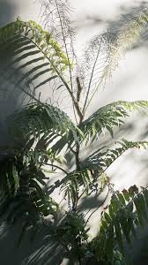 Image result for Stenochlaena