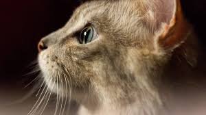 They concluded that both dogs and cats are indeed color blind to a certain extent. Are Cats Color Blind The Dog People By Rover Com