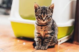 Other laxatives that are designed for people can cause issues for cats. Is Your Cat Constipated 4 Safe And Effective Home Remedies