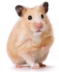 Hamster wheel roborovski hamster djungarian hamster hamster cage golden hamster small hamster chinese striped hamster. Hamster Png Transparent Images Free Free Png Images Vector Psd Clipart Templates