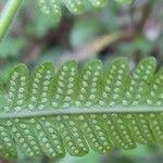 Image result for Christella dentata