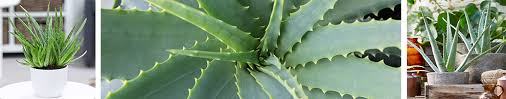 Suchergebnisse zu aloe vera pflanzen. Aloe Vera Richtig Pflegen Vermehren Giessen Baldur Garten
