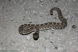 Description size the pacific rattlesnake is a relatively large species of rattlesnake. Baby Northern Pacific Rattlesnake Northern Pacific Rattlesnake Rattlesnake California Baby
