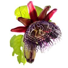Image result for Passiflora quadrangularis