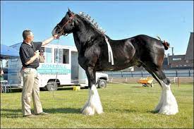 Check spelling or type a new query. The Cey Clydesdales Of Scott Gaining Worldwide Recognition Battlefords News Optimist