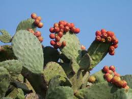 It is grown all over mexico, in some parts of the united states and also the mediterranean area. Image Result For Indian Fig Cacti And Succulents Opuntia Cactus Ficus