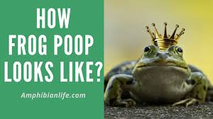 Test your knowledge on this miscellaneous quiz and compare your score to others. What Does Frog Poop Look Like You May Be Surprised Amphibian Life