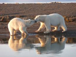 Bonsoir aider moi svp frédéric cherche à faire le buzz sur les réseaux sociaux. Alaska Le Crepuscule Des Ours Geo