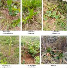 Image result for Eriosema flexuosum